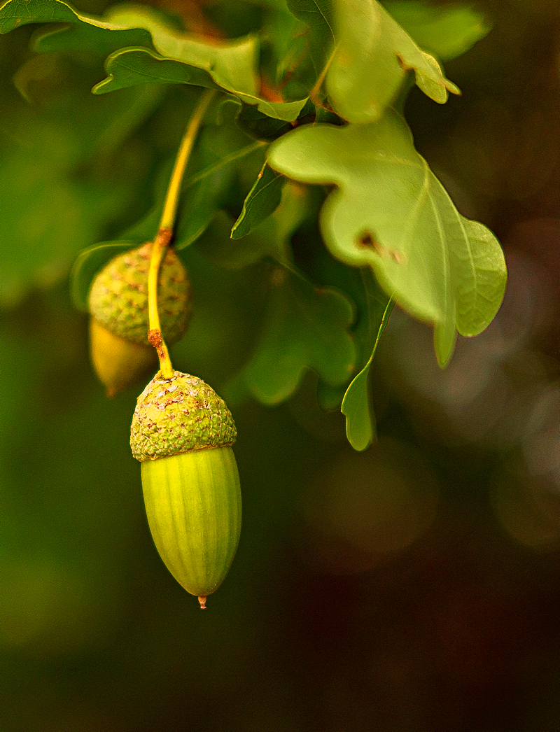 Acorn  