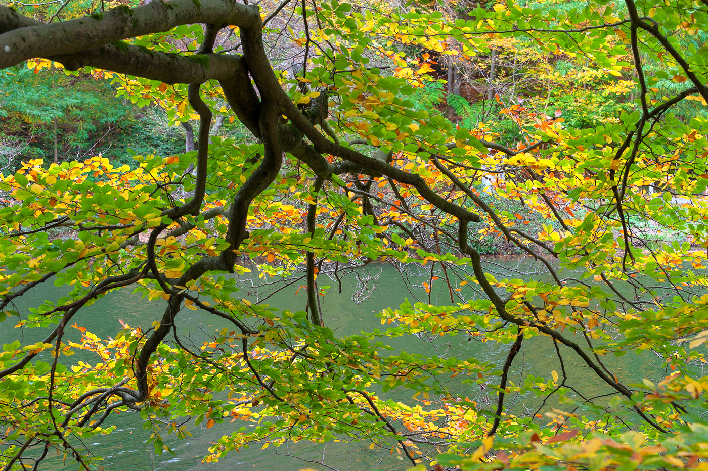 Autumn at the Lake