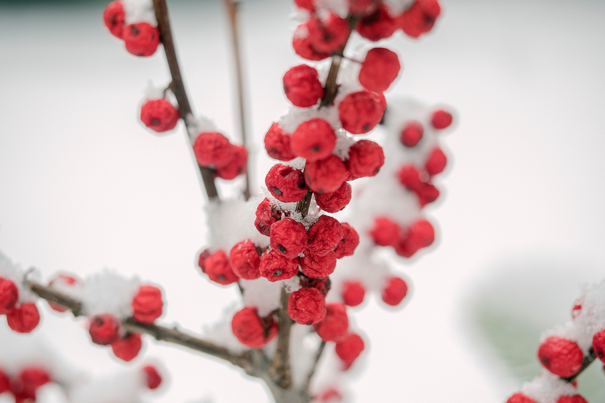 Red Berries in the Snow