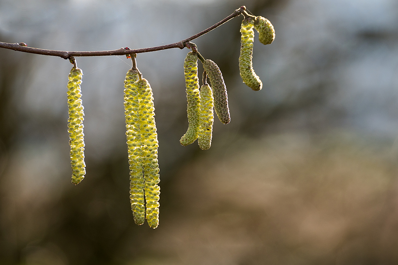 Hazelnut Catkins