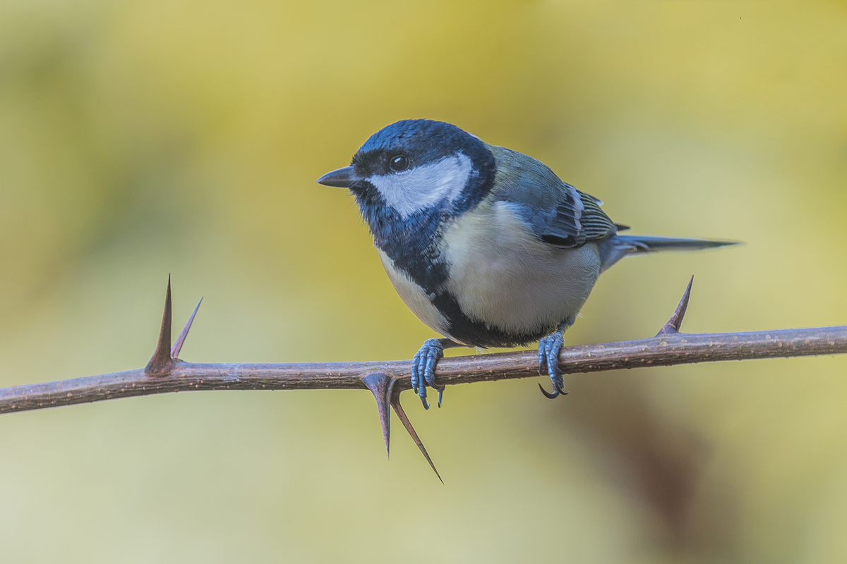 Great Tit 