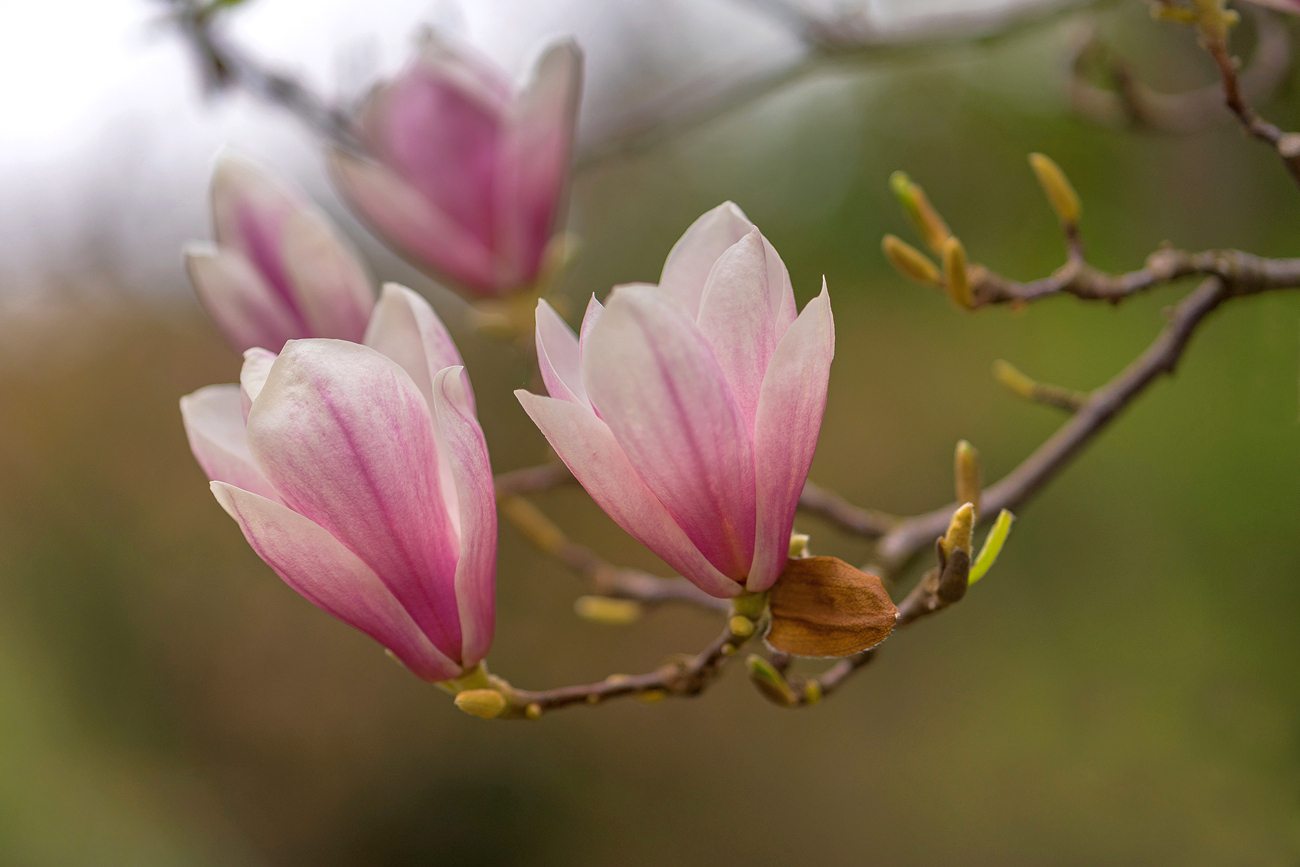 Magnolia Branch