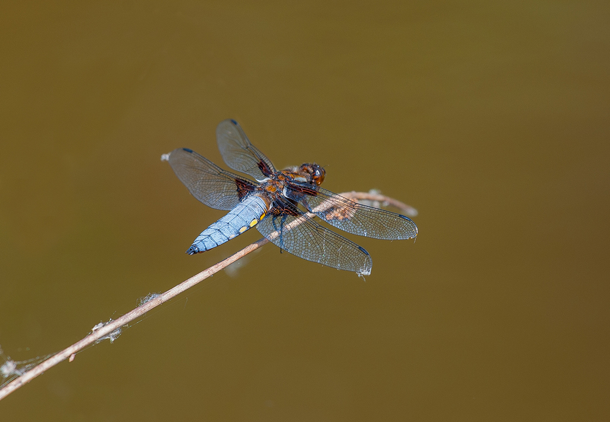 Broad Bodied Chaser (Male)