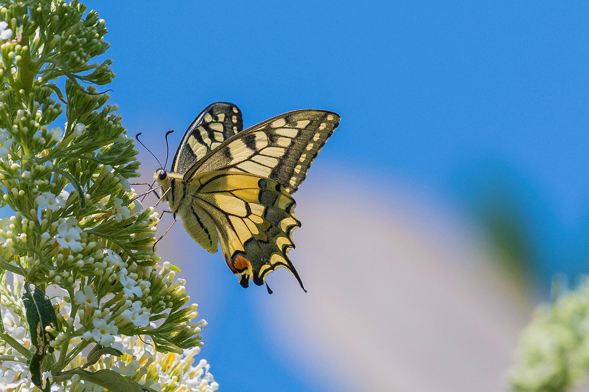 Swallowtail