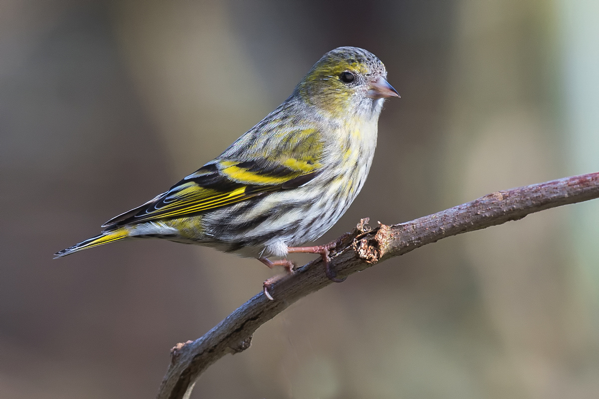 Eurasian Siskin