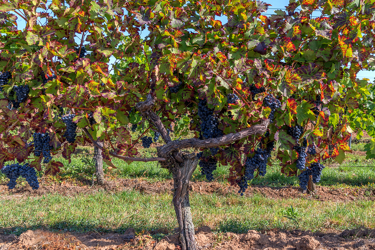 Ready to Pick