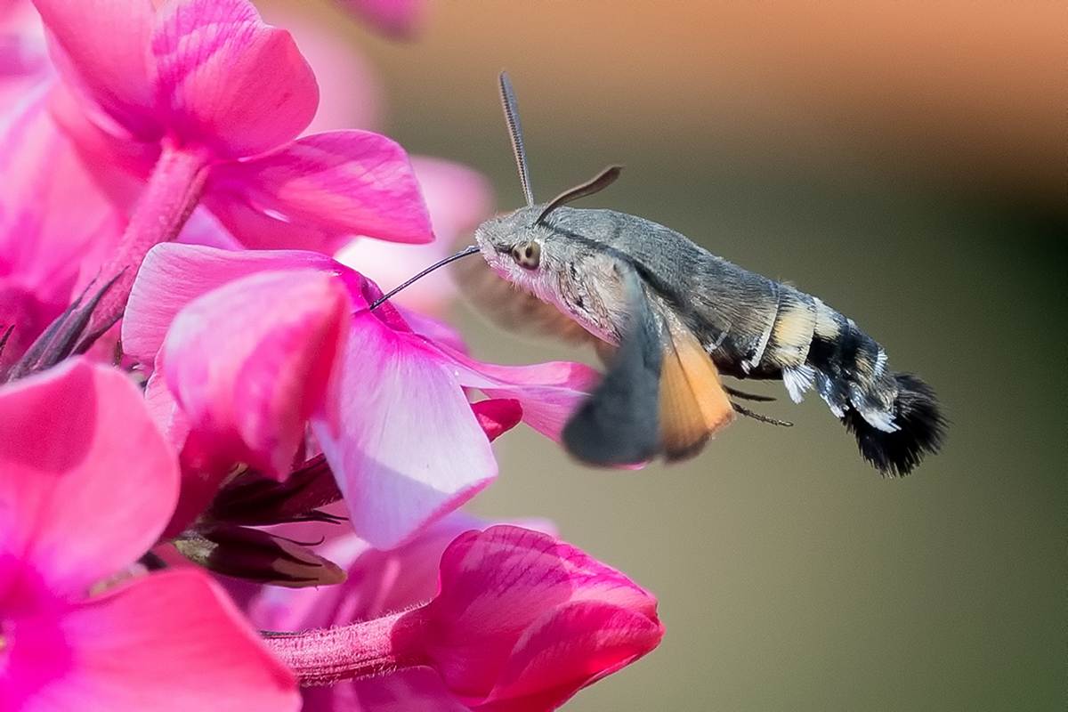 Hummingbird hawk-moth