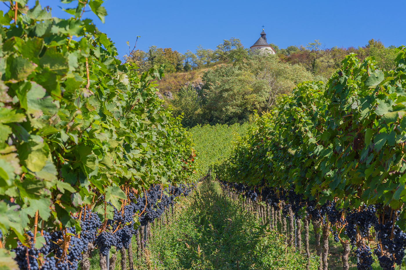 Clusters of Grapes 