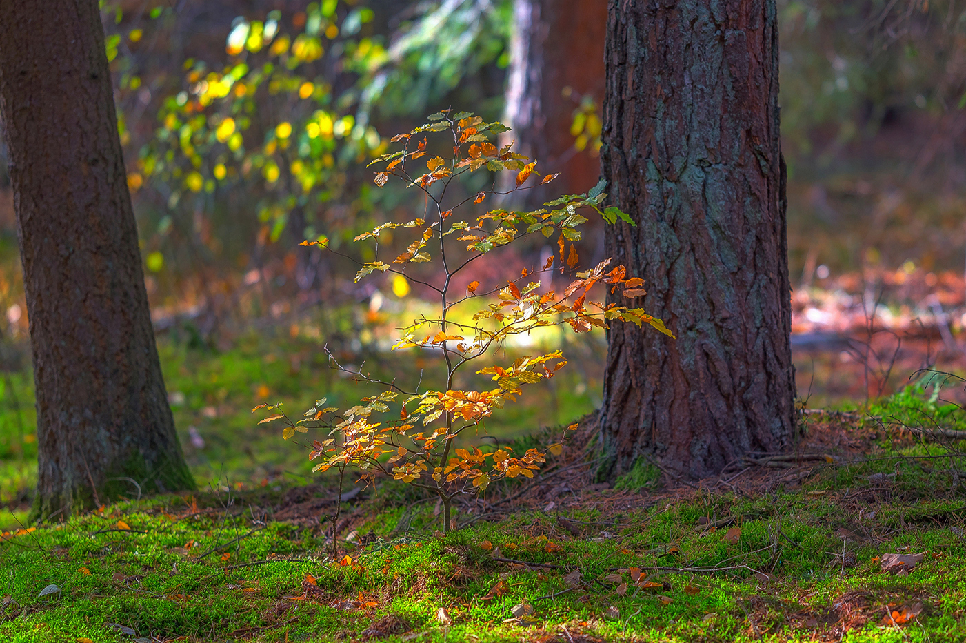 Tree Family