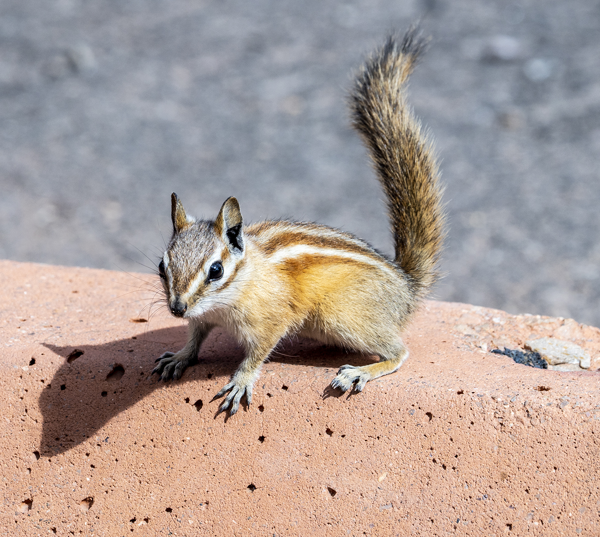 Chipmunk.jpg