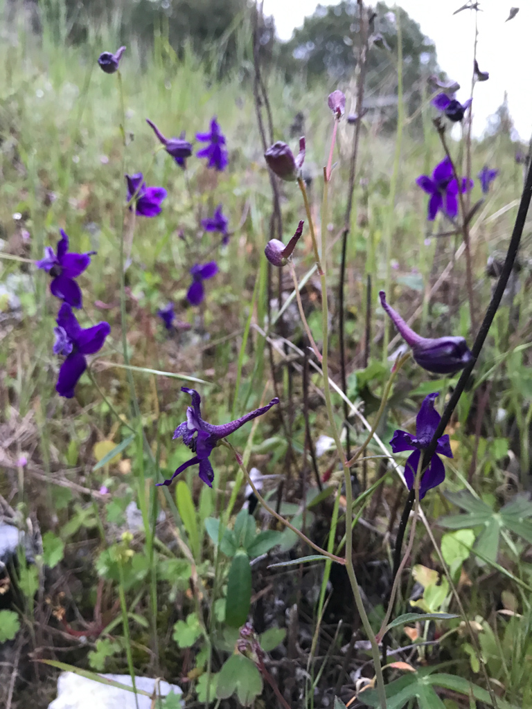 Coast Larkspur (Delphinium decorum)