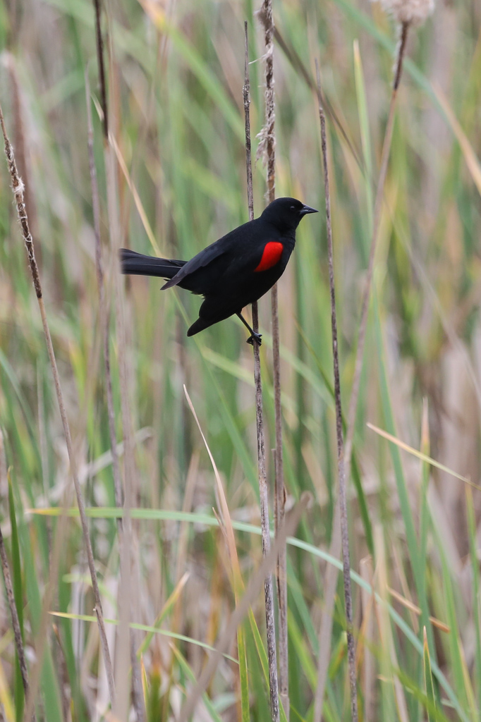Red-winged Blackbird