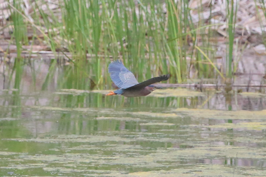 Green Heron