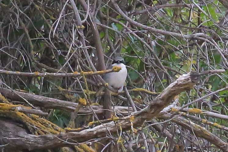 Loggerhead Shrike