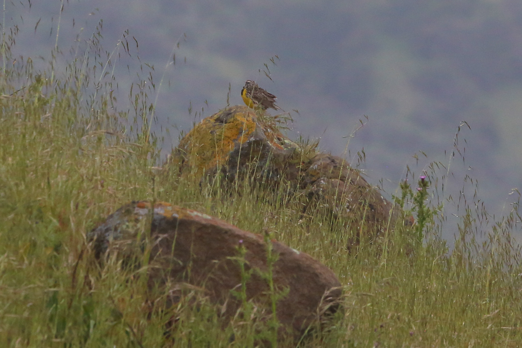 Western Meadowlark