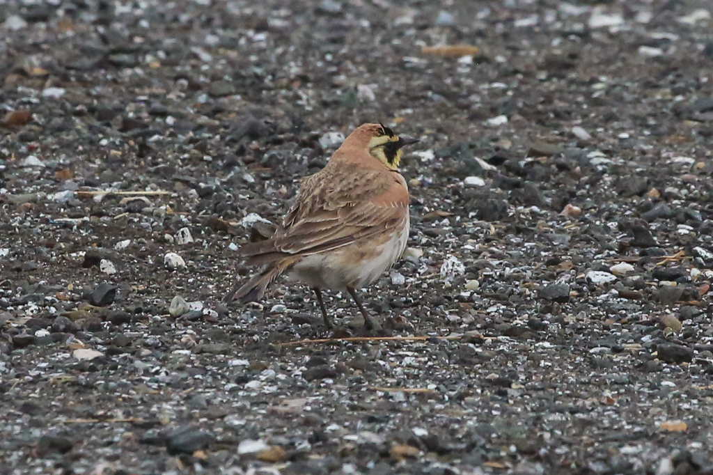 Horned Lark