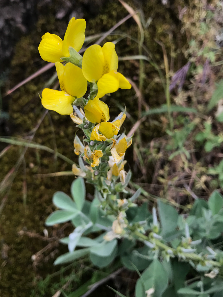 False Lupine (Thermopsis macrophylla)