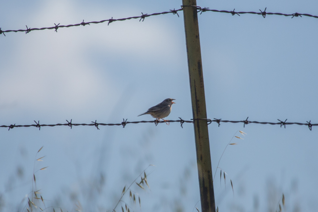 Grasshopper Sparrow