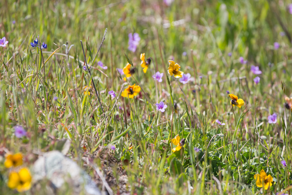 Yellow Violet (Johnny Jump Up, Viola pedunculate) with a small geranium and a blue miniature lupine