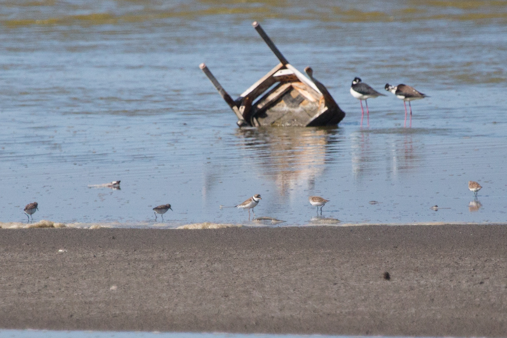 Semipalmated Plover, Black-necked Stilts and some sandpipers