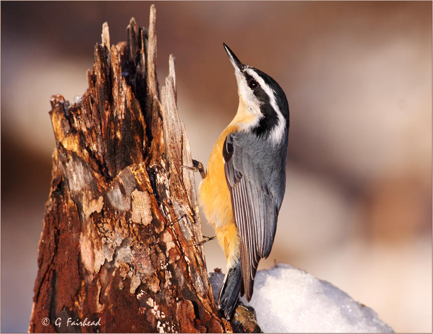 Red Breasted Nuthatch On Vertical