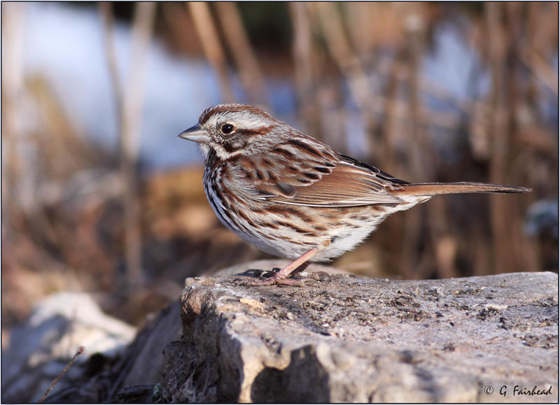 First Song Sparrow 2009