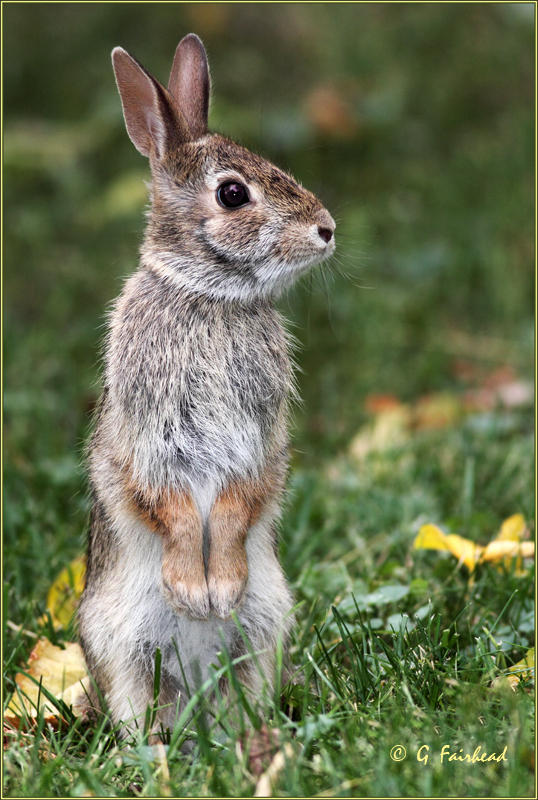 The Higher The rabbit Ears, The Better The Reception
