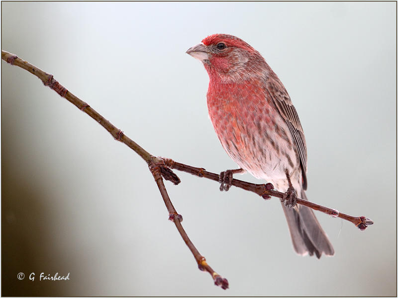 Male House Finch
