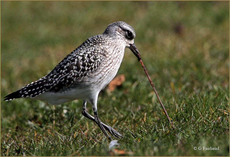 The Early Bird / Black Bellied Plover
