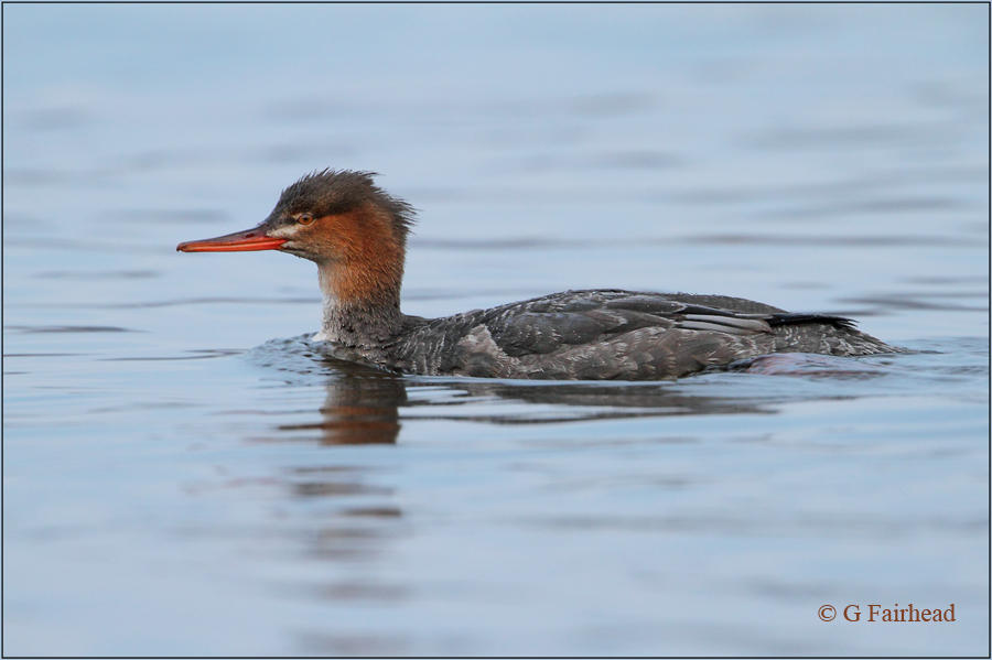 Red Breasted  Merganser