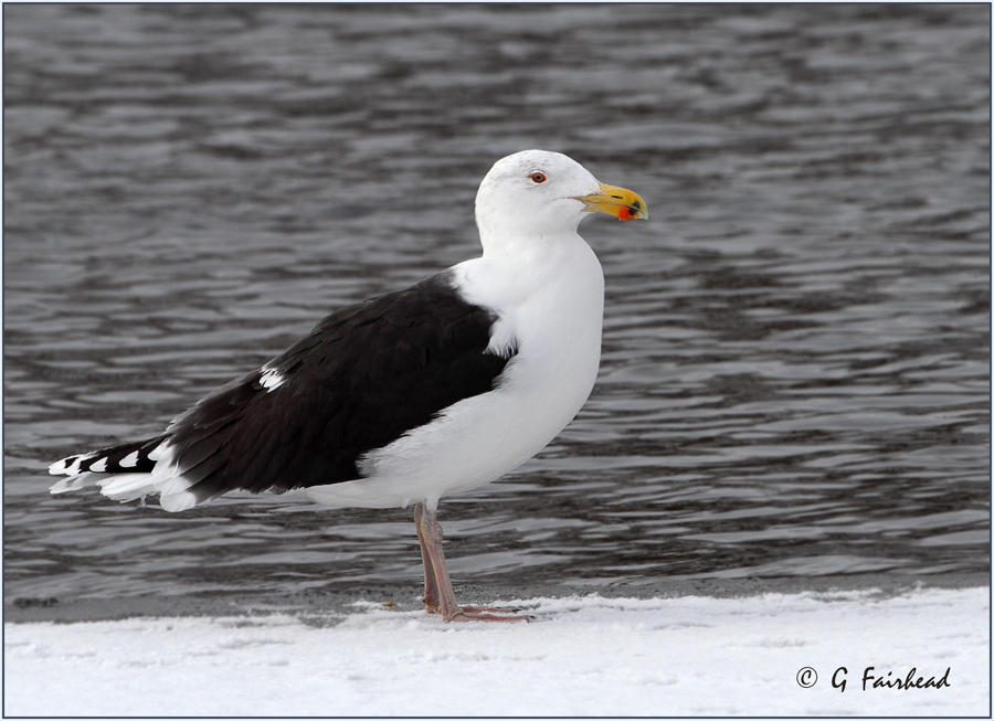 Great Black Backed Gull