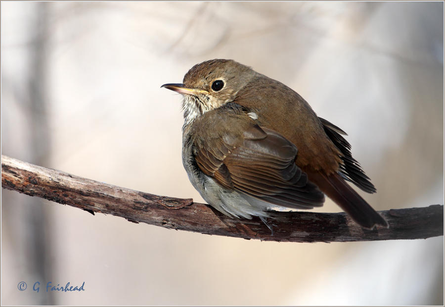 Winter Thrush