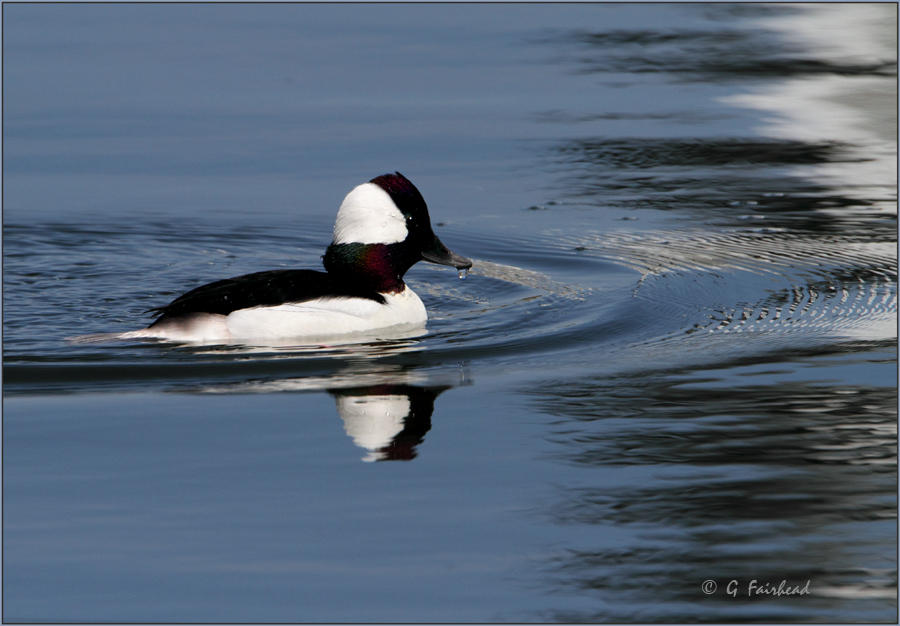 Bufflehead Drake