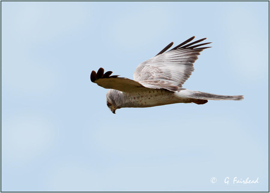 Northern Harrier