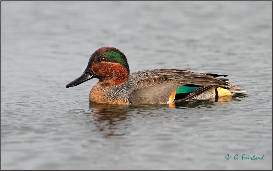 Green Winged Teal Drake