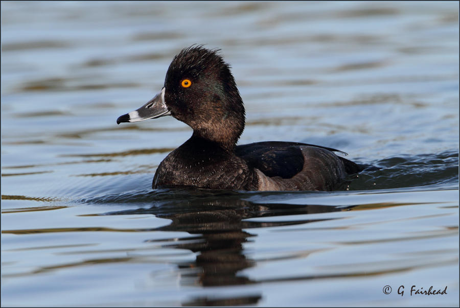 Ring-Necked Duck