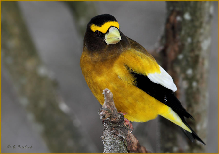 Yellow Jacket / Evening Grosbeak Male