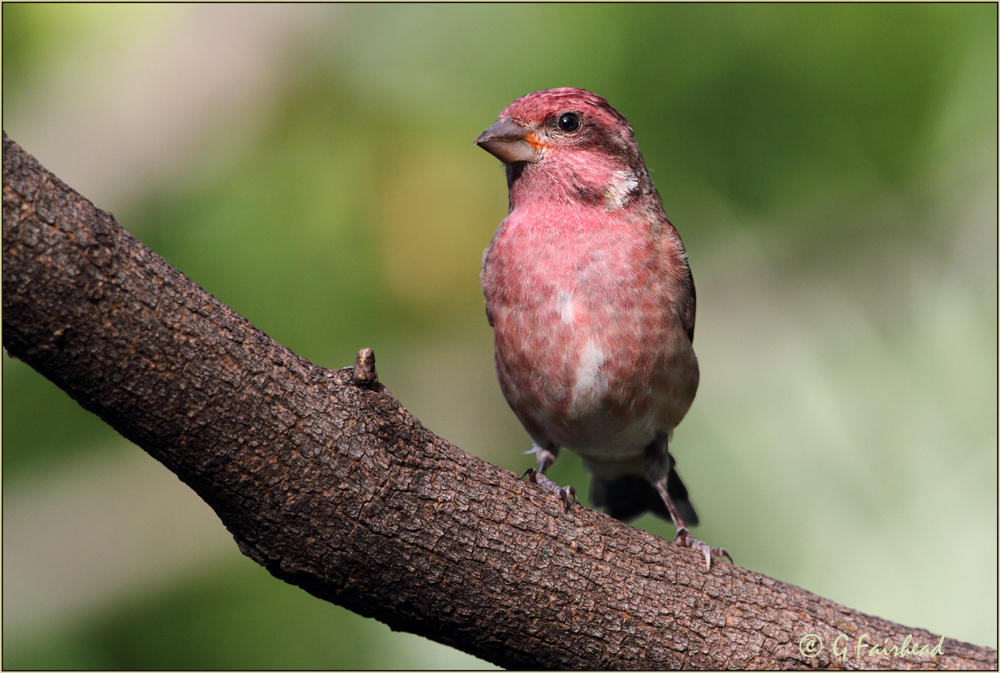 Purple Finch Male