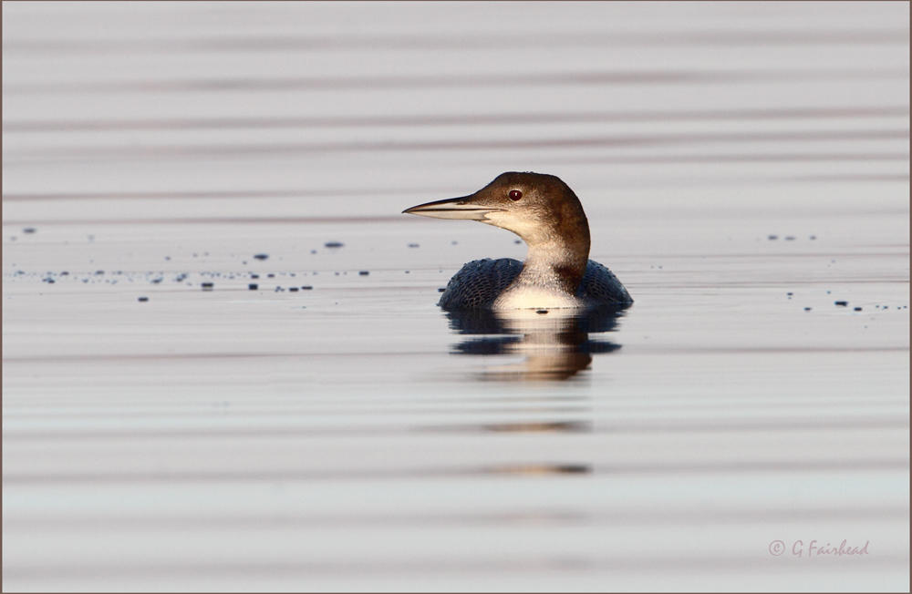 Winter Plumage II