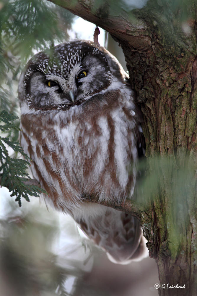 Boreal Owl With Back Light
