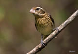 Rose Breatsted Grosbeak (f)