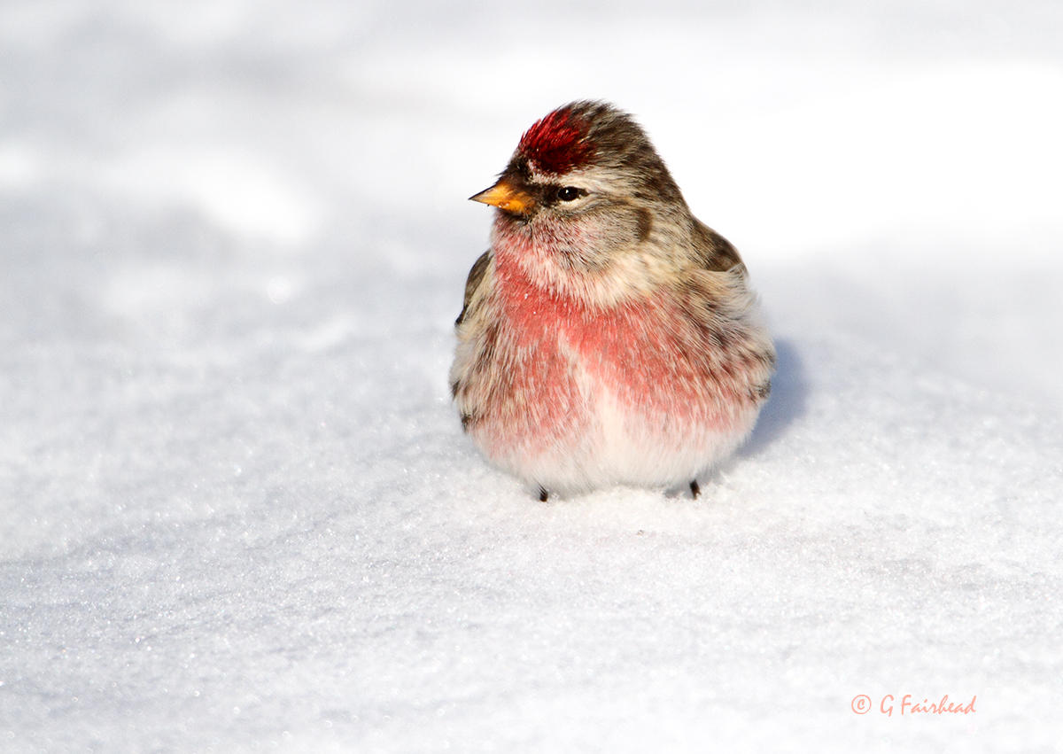 Redpoll Alert