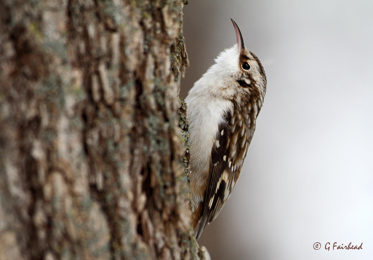 Brown Creeper