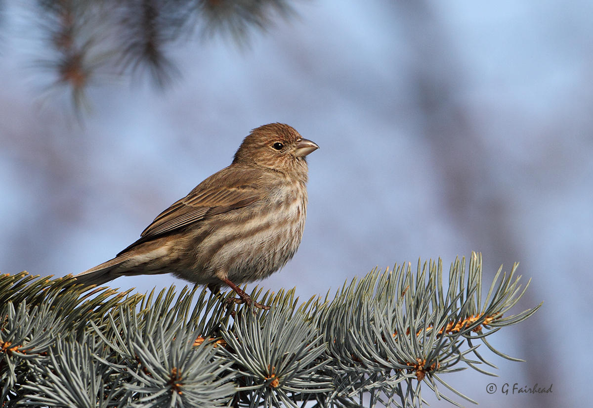 House Finch (f)