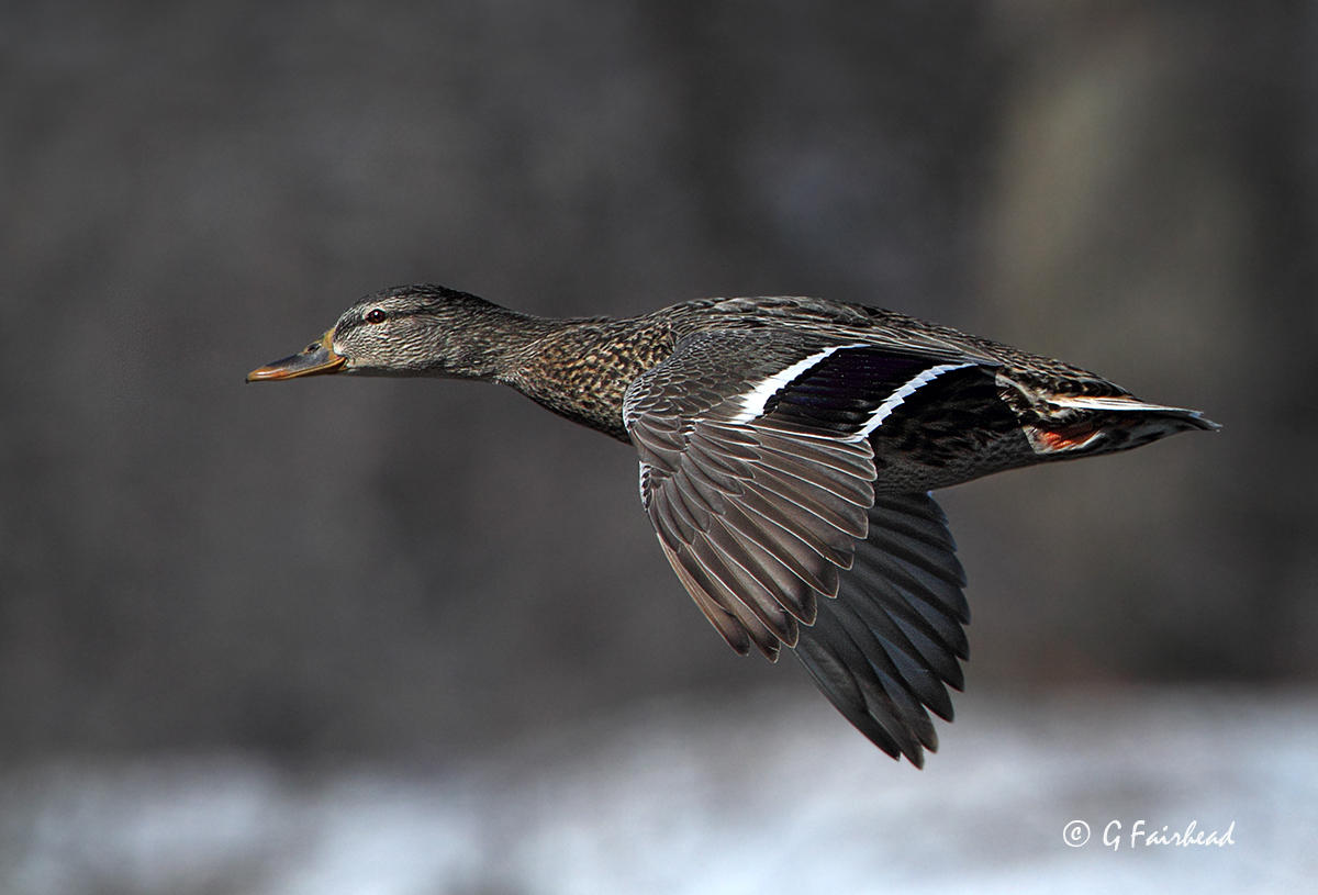 Mallard (f) In Flight