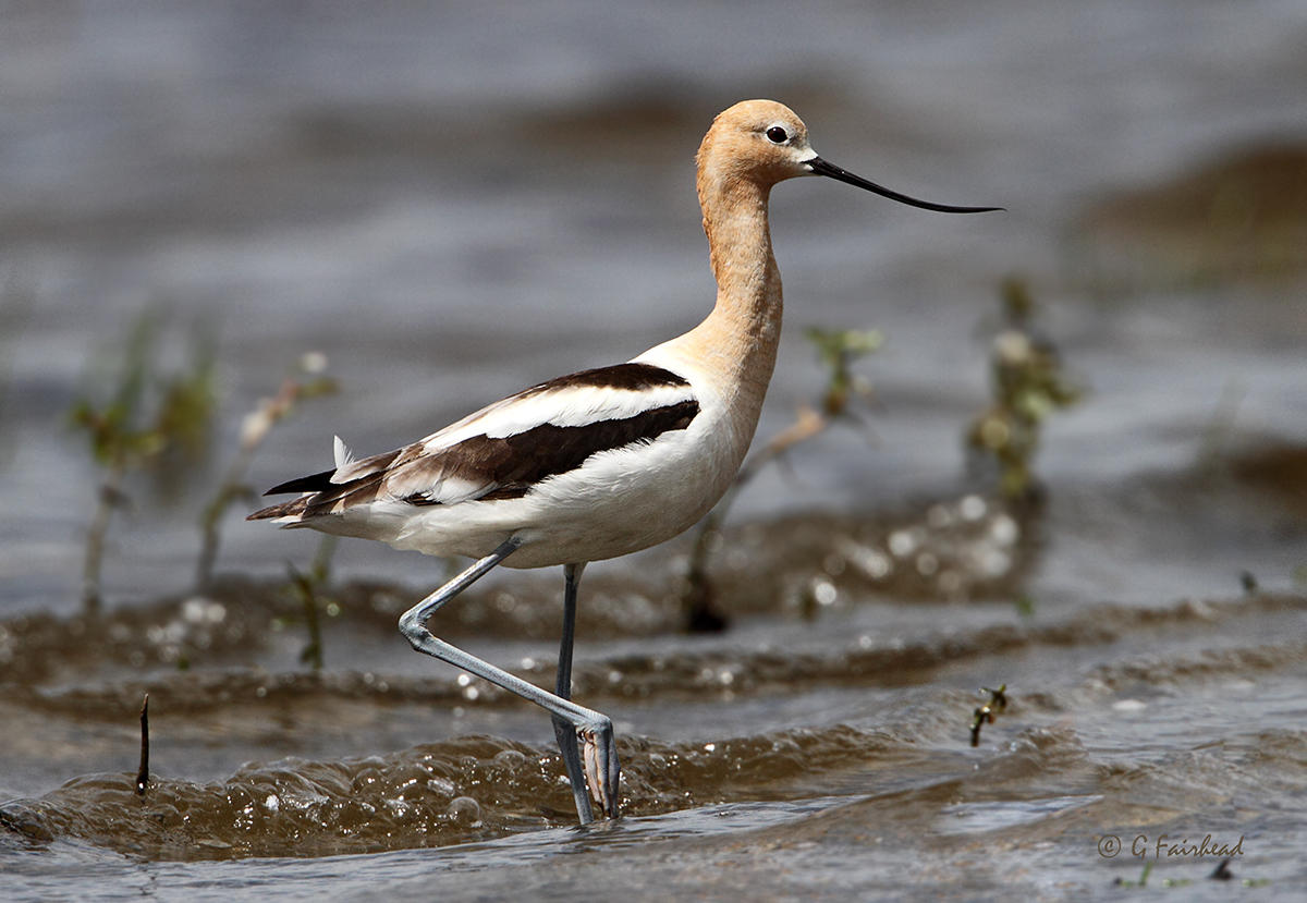 American Avocet