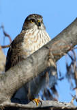 Coopers Hawk