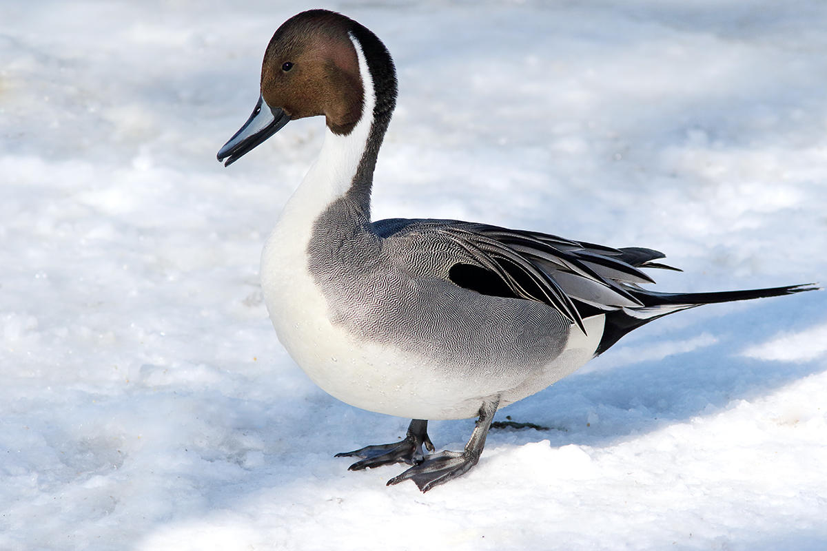 Winter Pintail