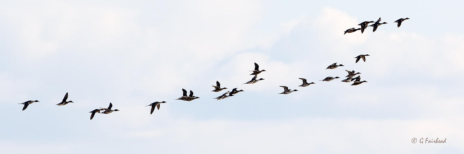 Northern Pintails