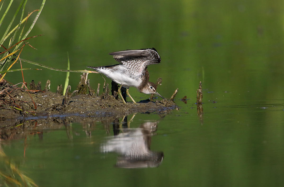 Solitary Wing Stretch